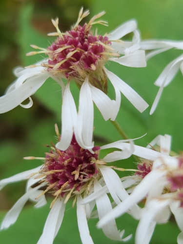 whorled wood aster