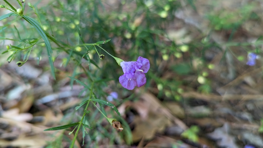 slender false foxglove from Boyle Park, Little Rock, AR, USA on ...