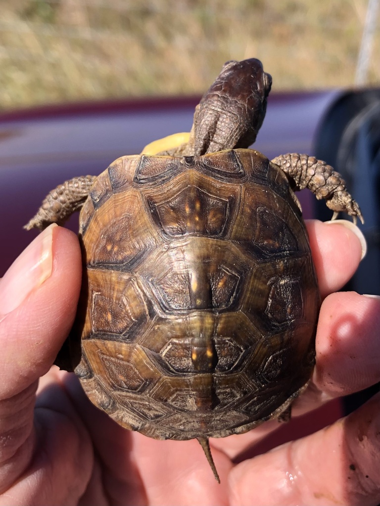 Three-toed Box Turtle in September 2022 by mickylouis · iNaturalist