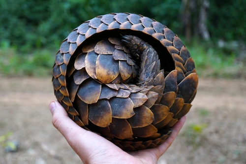 Black-bellied Pangolin