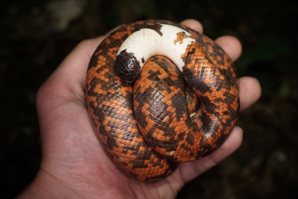 African Burrowing Python from Мефу и Аконо, Камерун on August 5, 2021 ...