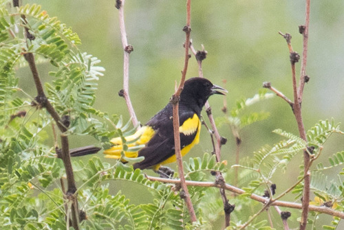 Scott's Oriole