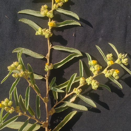 Waltheria brachypetala