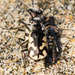 Western Beach Tiger Beetle - Photo (c) BJ Stacey, all rights reserved