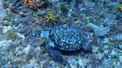 Hawksbill turtle