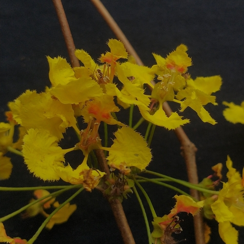 Diplopterys lutea