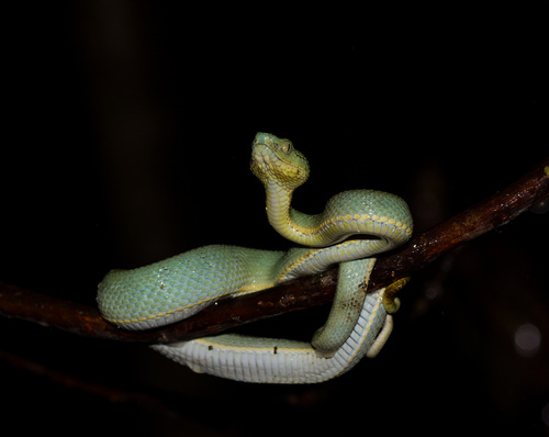 Green Jararaca