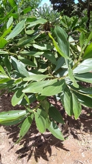 Image of Acacia mangium