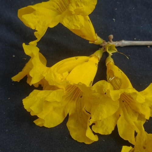 yellow poui