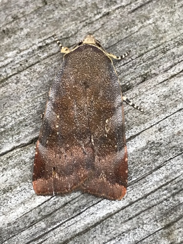 Lesser Broad-bordered Yellow Underwing
