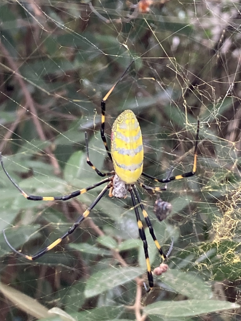 Joro Spider from Ashley Ave NE, Atlanta, GA, US on September 25, 2022 ...