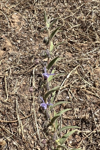 iNaturalist observation photo of Vinegar Weed