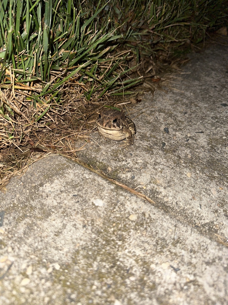 North American Toads from Maureen Way, Bear, DE, US on September 25 ...