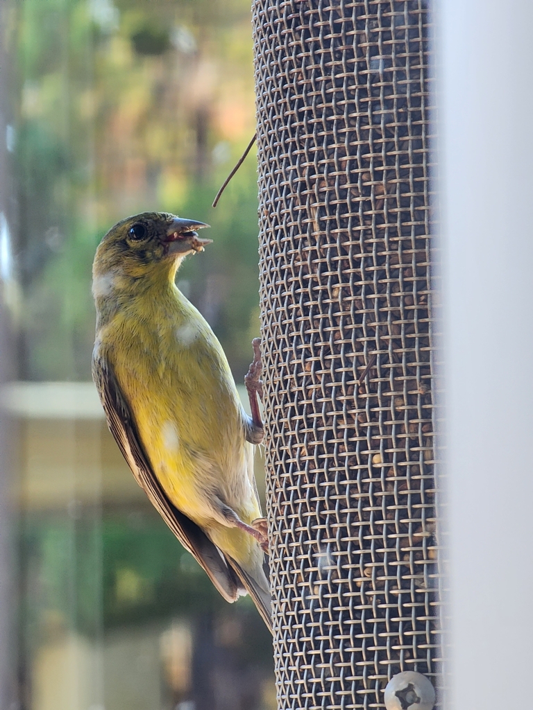 Lesser Goldfinch from Harlan Heights, Tucson, AZ 85712, USA on ...