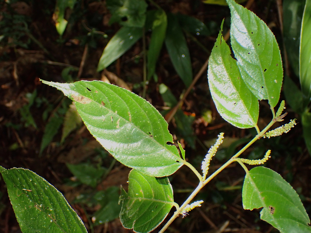 Acalypha diversifolia from Los Bancos Canton, Ecuador on September 08 ...