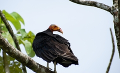 Cathartes burrovianus image