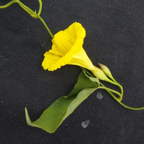 yellow merremia