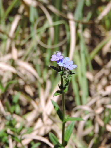 Antiphytum cruciatum