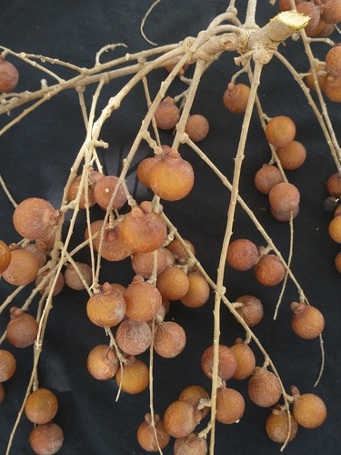 Wingleaf Soapberry