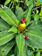 Costus laevis image