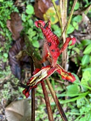 Heliconia irrasa image