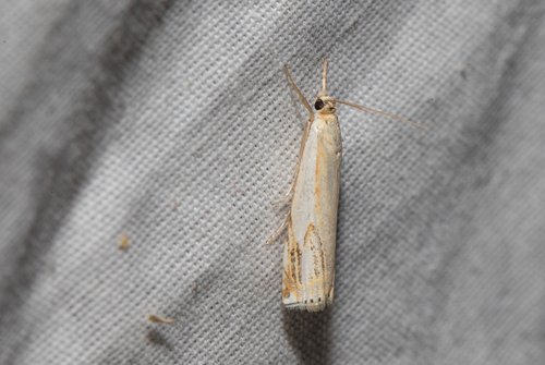 Double-banded Grass-veneer (Crambus agitatellus)