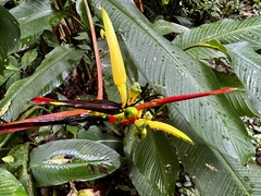 Heliconia vaginalis image