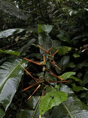 Heliconia latispatha image