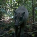 Hairy Babirusa - Photo (c) arga christyan, all rights reserved, uploaded by arga christyan
