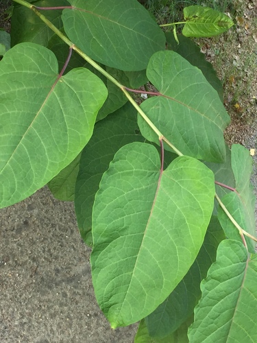 Giant Knotweed