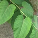 Giant Knotweed - Photo (c) chernata, all rights reserved