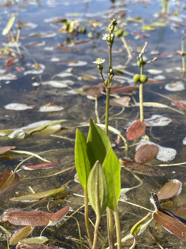 European Water Plantain From Buyant Har Us Nuur Hovd Mongolia On   Large 