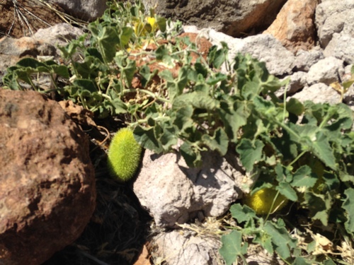 Teasel Gourd