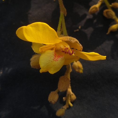 Cenostigma macrophyllum