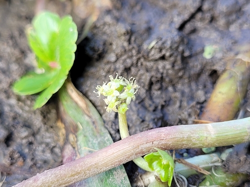 floating marsh pennywort