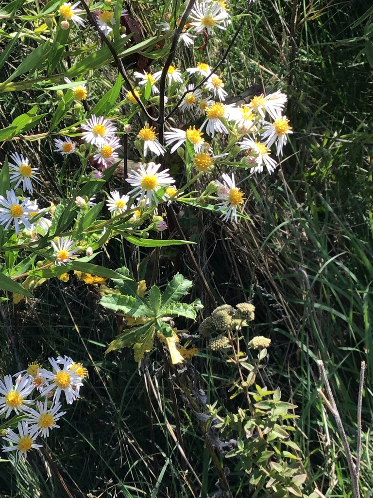 sunflowers, daisies, asters, and allies from Lucas County, USOH, US on