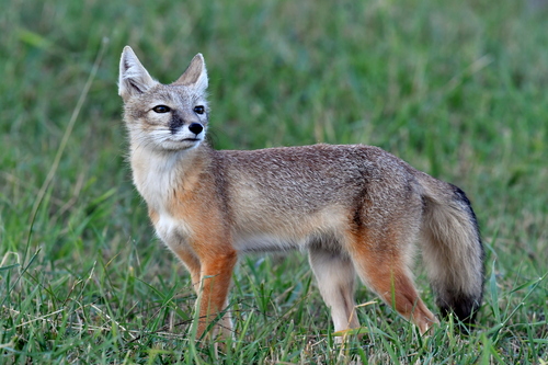 Corsac Fox
