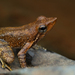 Kottigehar Dancing Frog - Photo (c) Jithesh Pai, all rights reserved, uploaded by Jithesh Pai