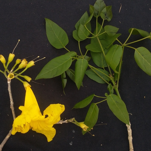 yellow poui