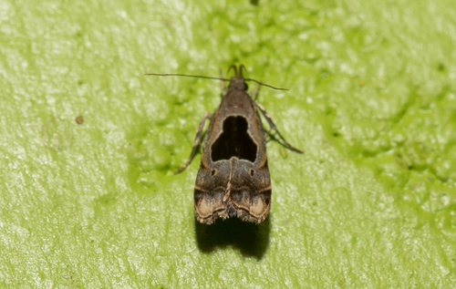 Brachmia septella