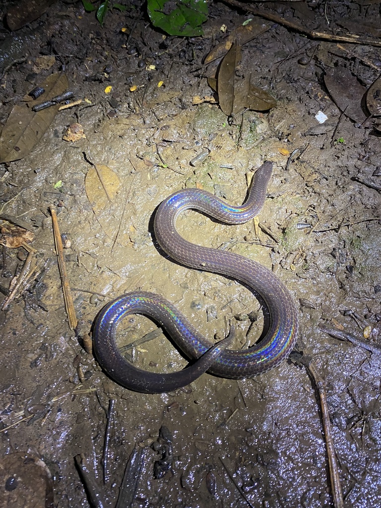 Asian Sunbeam Snake From Pulau Bali Gianyar Bali Id On September