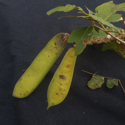 Cenostigma bracteosum