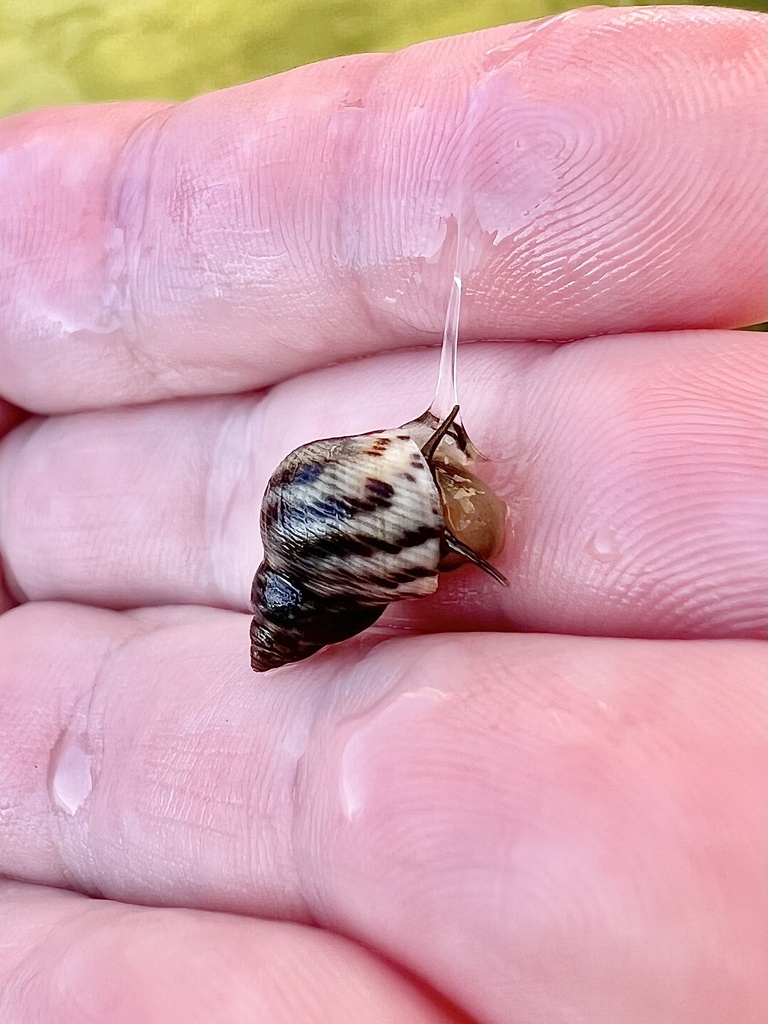 Cloudy Periwinkle from Pensacola Bay, FL, US on September 24, 2022 at ...