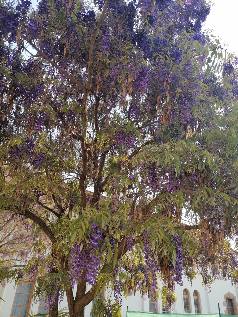 Treewisteria from 101, Centenary Building, 23 Bureau Ln, Hillcrest