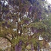 Tree-Wisteria - Photo (c) Lufuno Mphagi, all rights reserved, uploaded by Lufuno Mphagi