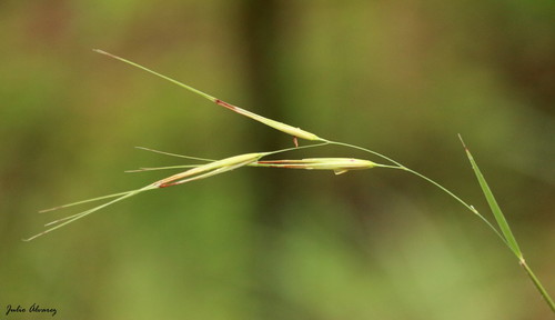 Tristachya avenacea