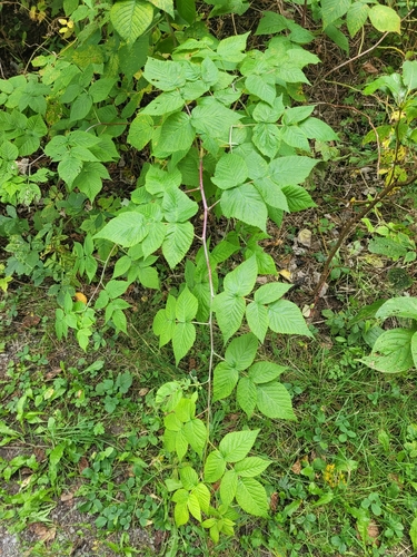 Paprastoji avietė nuotrauka