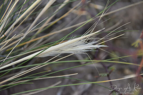 Pappostipa vaginata