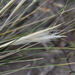 Pappostipa vaginata - Photo (c) Diego Alfonso Rosa, all rights reserved, uploaded by Diego Alfonso Rosa