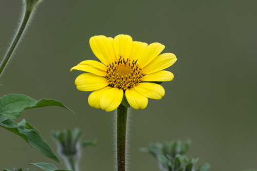 tree marigold